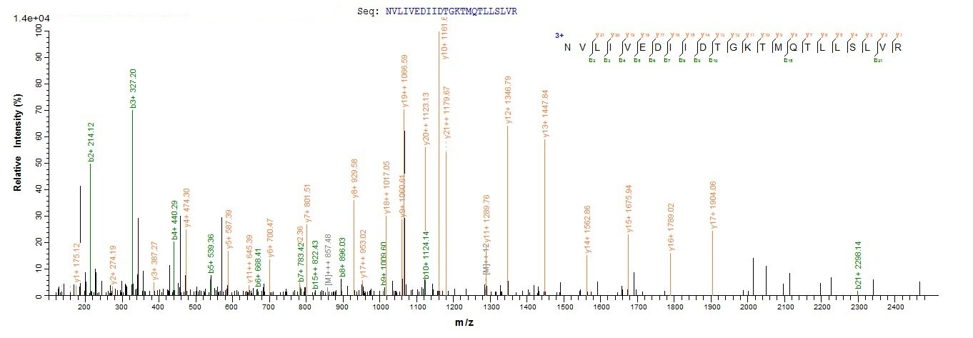 Human HPRT1 Protein蛋白，orb70460