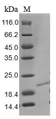 Human RNASE4 Protein蛋白,orb5950