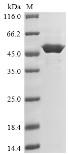 Plant EPSPS-1 Protein蛋白，orb605