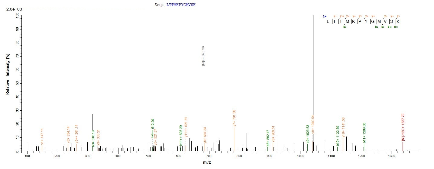 Virus M Protein蛋白,orb605005,bi