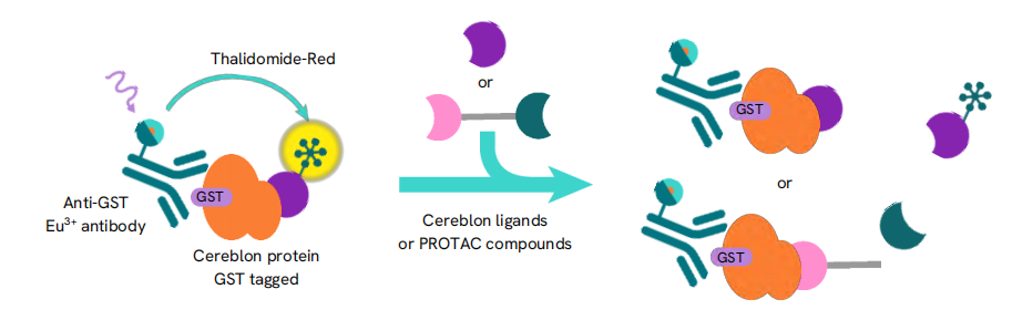 新一代 CRBN Binding Kit 能否迎来TPD的另一个春天