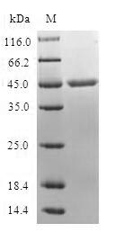 Human MARCKSL1 Protein蛋白，orb54