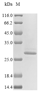 Human CELA2B Protein蛋白,orb6239