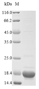 E. coli ydhR Protein蛋白,orb6047