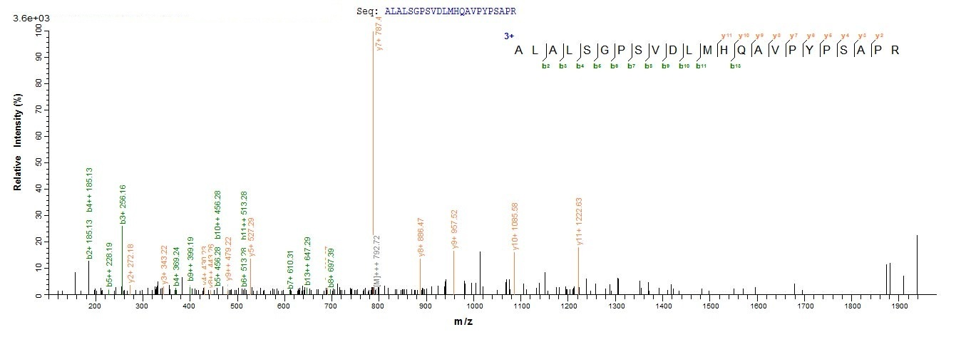 Human CRX Protein蛋白，orb603992，
