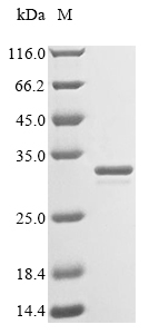重组蛋白 Staphylococcus aureus Sor