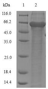 Plant Pectate lyase 1 Protein蛋