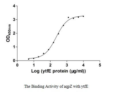 E. coli YTFE Protein蛋白，orb7053