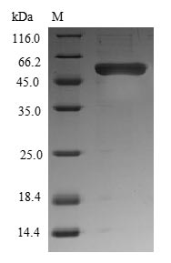 Xenopus wnt8 Protein蛋白,orb6046