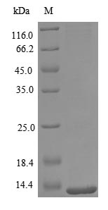 重组蛋白 Mouse C-C motif chemokine