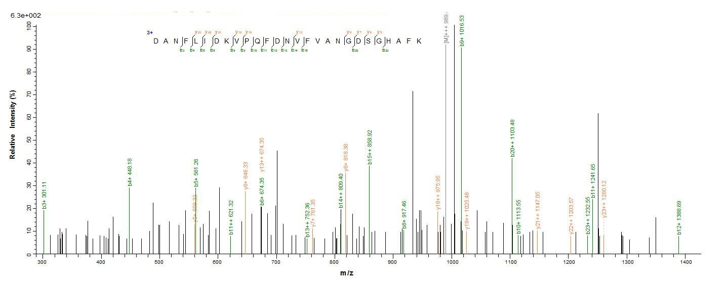 Fungi fap2 Protein蛋白，orb605180