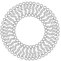 奥曲肽（Octreotide）修饰醇质体（Ethosomes）增强胰岛素经皮渗透与递送效率