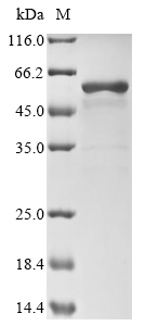 Hamster P4HB Protein蛋白，orb4186