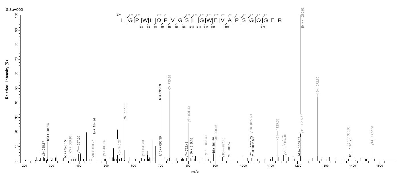 Human IZUMO1R Protein蛋白，orb383
