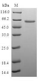 Human LIMS1 Protein蛋白，orb54403