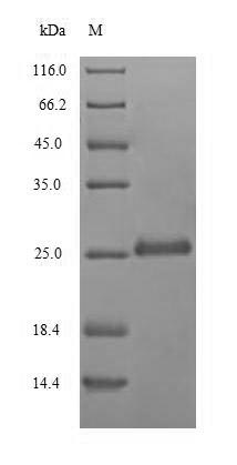 Fungi RNU2 Protein蛋白，orb418690