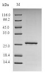 Bacterial esxA Protein蛋白,orb38
