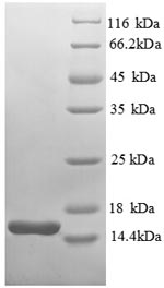 E. coli trxA Protein蛋白，orb6047