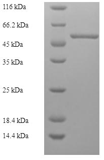 Human ATP6AP2 Protein蛋白，orb418
