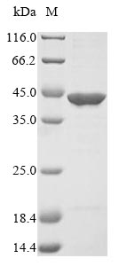 Bacteria fpaP Protein蛋白，orb604