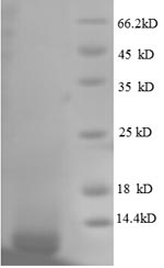 E. coli rpmG Protein蛋白，orb6047