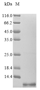 Enterovirus A71 Genome polypro