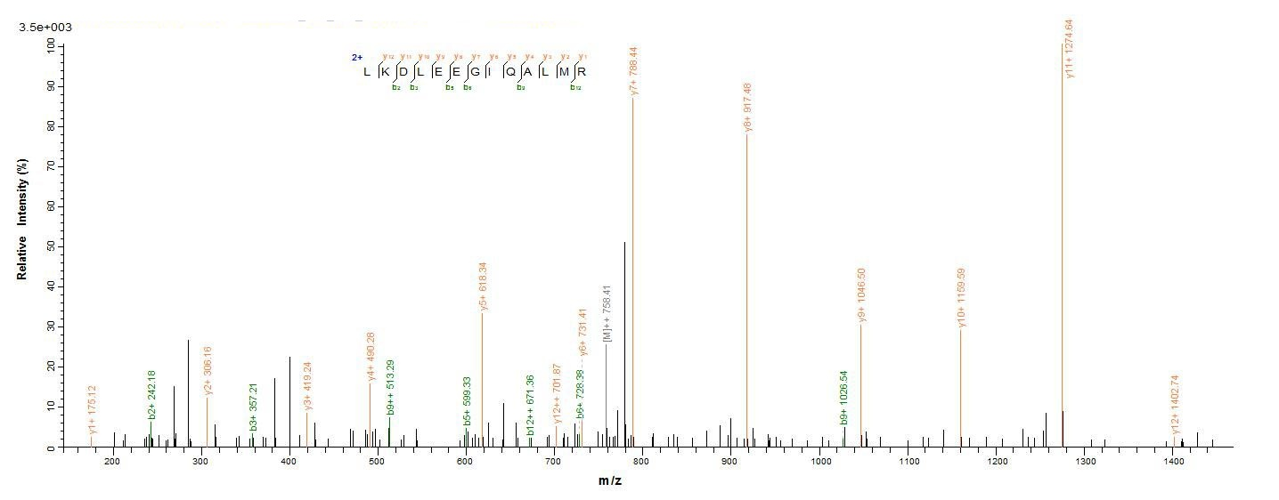 Porcine GH1 Protein蛋白，orb60411