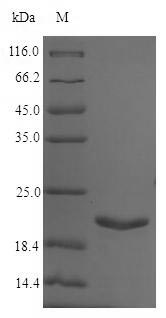 Bacterial uspA Protein蛋白，orb38