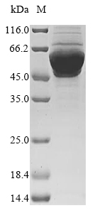 Human SRC Protein蛋白，orb604390，