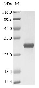Yeast RPB5 Protein蛋白，orb605167