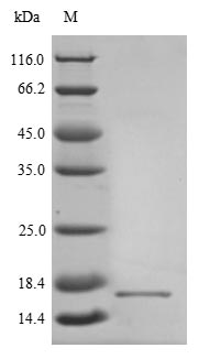 Virus A Non-structural glycopr
