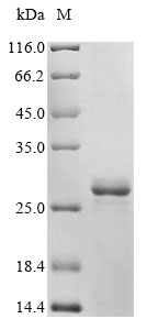 Fungi FCY1 Protein蛋白，orb624071
