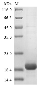 Human CTLA4 Protein蛋白，orb60400