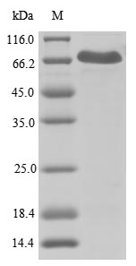 Human Cryopyrin Protein蛋白，orb6