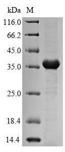 Bacterial mrkA Protein蛋白，orb38