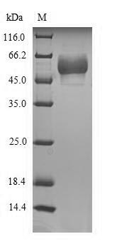 Human HTR3E Protein蛋白，orb54692