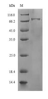 Viral HA Protein蛋白,orb54078,bi