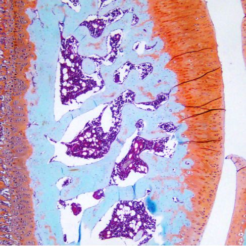番红固绿染色 (动物组织)