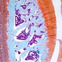 番红固绿染色 (动物组织)