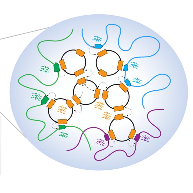 ecDNA-seq：染色体外DNA测序