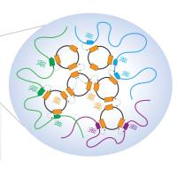 ecDNA-seq：染色体外DNA测序