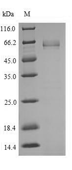 Human TCF7L2 Protein蛋白,orb3831