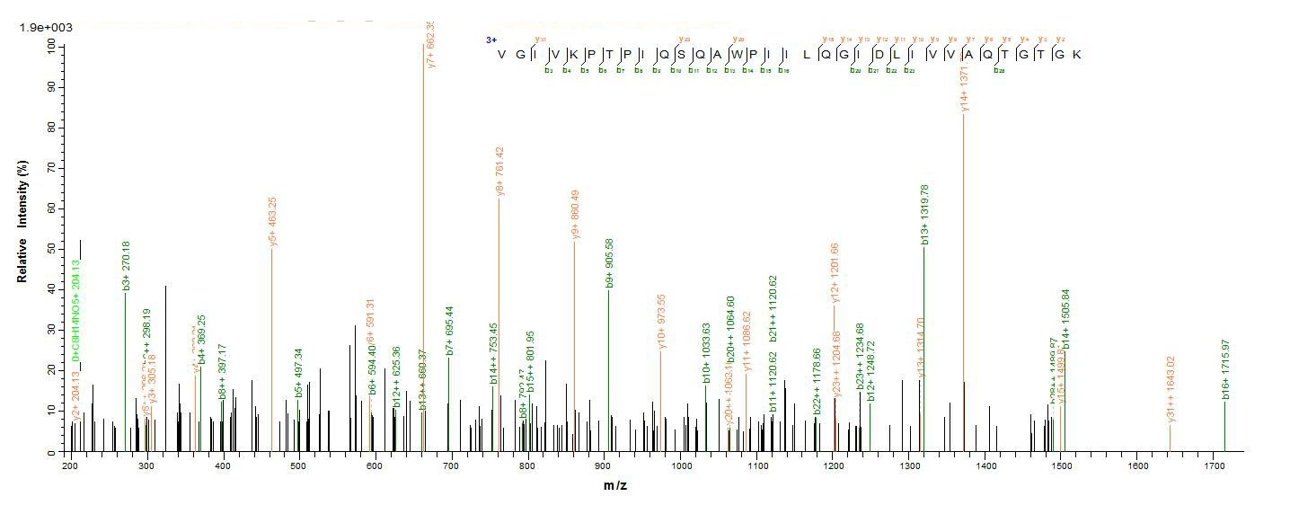 Human DDX53 Protein蛋白，orb60501