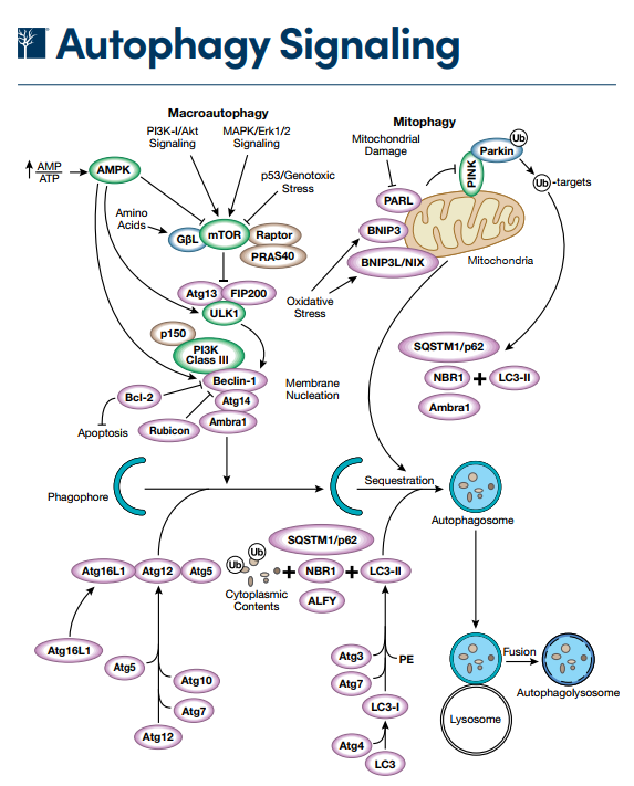 代谢热点研究类型和相关信号通路