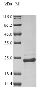 重组蛋白 Staphylococcus aureus Che