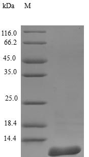 Monkey SAA Protein蛋白 (Active)，