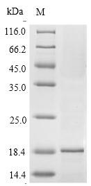 Plant Isoallergen 1 Protein蛋白，