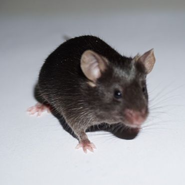 APP/PS1小鼠 双转 老年鼠 老年痴呆小鼠 3-12月龄 