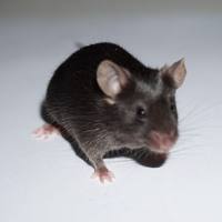 APP/PS1小鼠 双转 老年鼠 老年痴呆小鼠 3-12月龄 