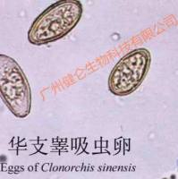 肝吸虫短程特异抗体IgG4检测试剂盒（ELISA捕获法）